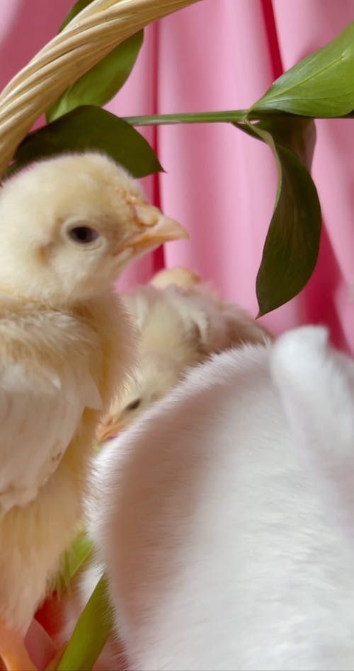 Chicks And Rabbit In A Basket