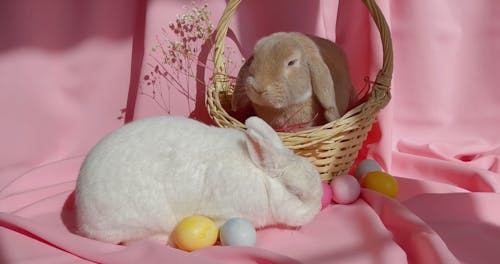 Rabbits Used As Easter Bunnies