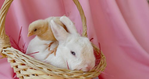 Rabbit And Chicks On An Easter Basket