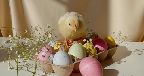 Chicks And Easter Eggs For Easter Photography