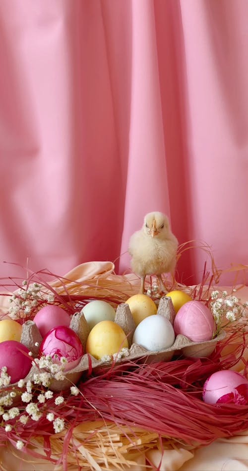 A Chick And Easter Eggs In A Nest