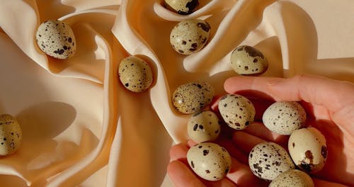 Laying Quail Eggs Over Peach Cloth