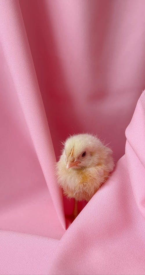 Photography Of A Live Chick