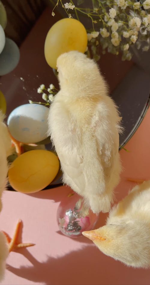Chicks And Easter Eggs Over A Glass