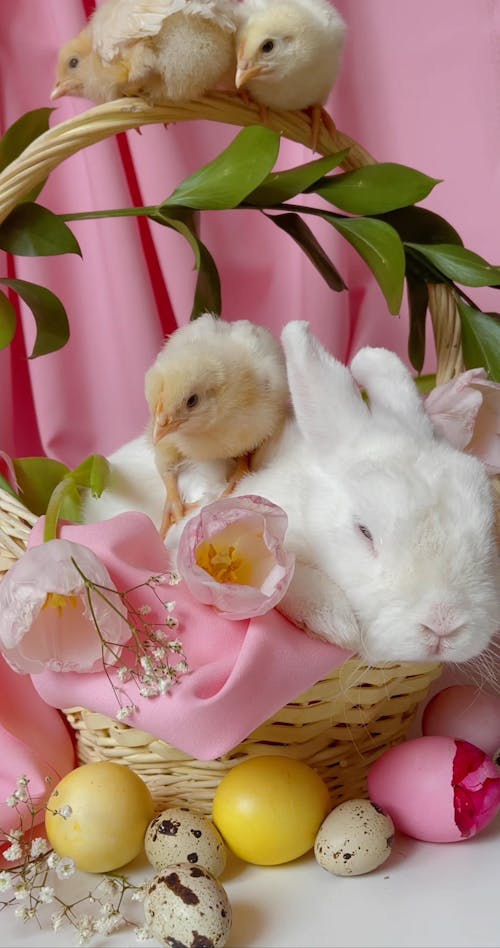 Chick and Rabbits In A Basket