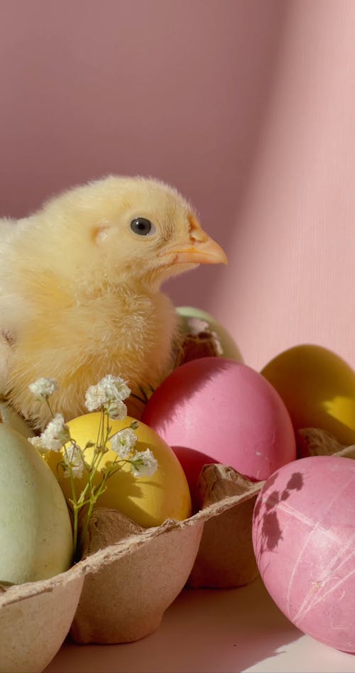 A Chick Over An Egg Tray