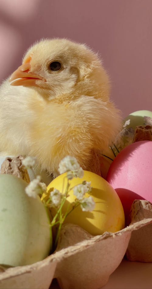 A Live Chick Besides A Tray Of Easter Eggs