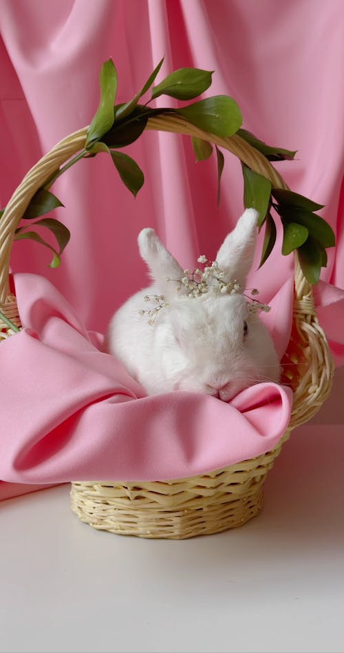 An Easter Bunny Inside A Basket