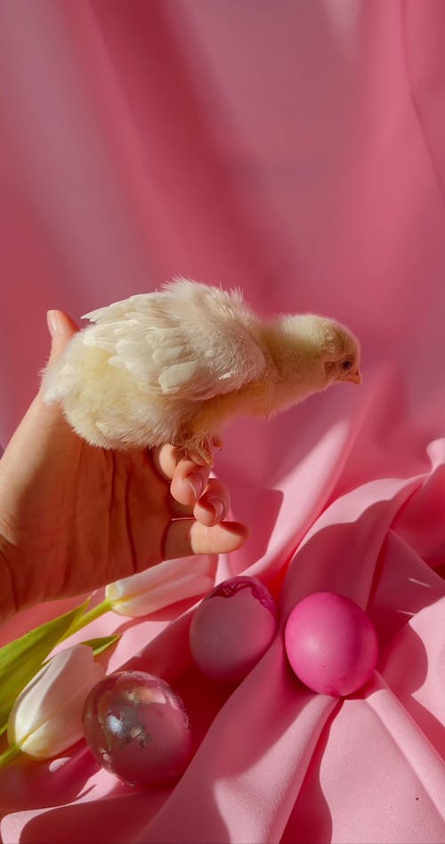 A Chick Perched On A Person's Finger