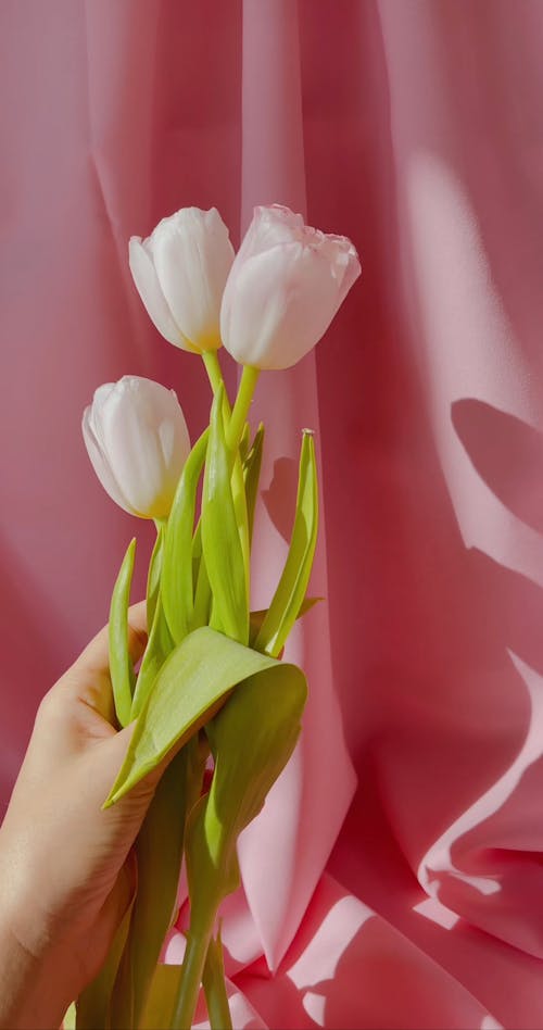 A Person Holding Tulips