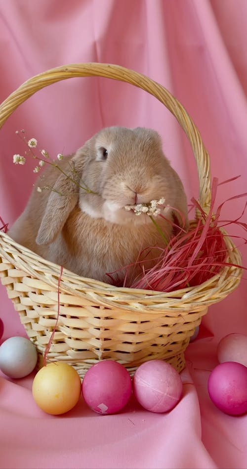 An Easter Bunny Inside A Basket