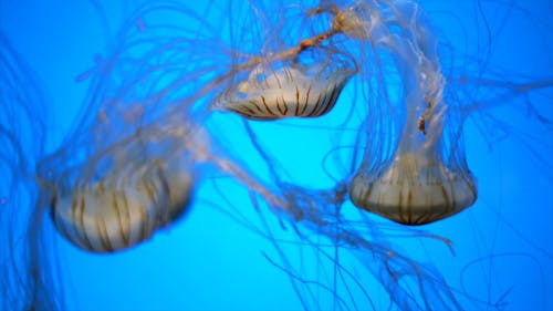 Group of Jellyfish Swimming Underwater