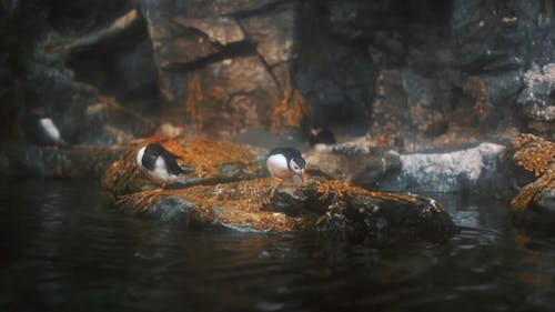 Puffins Eating on a Rock