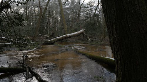 Shallow Forest River Flowing 