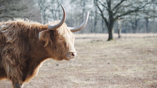 A Scottish Highland Cattle Grazing