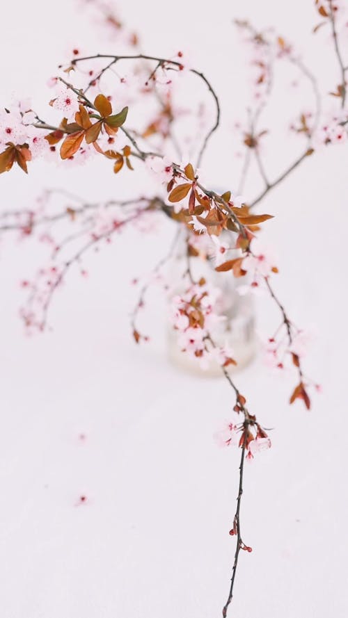 Close Up Shot of Flowers