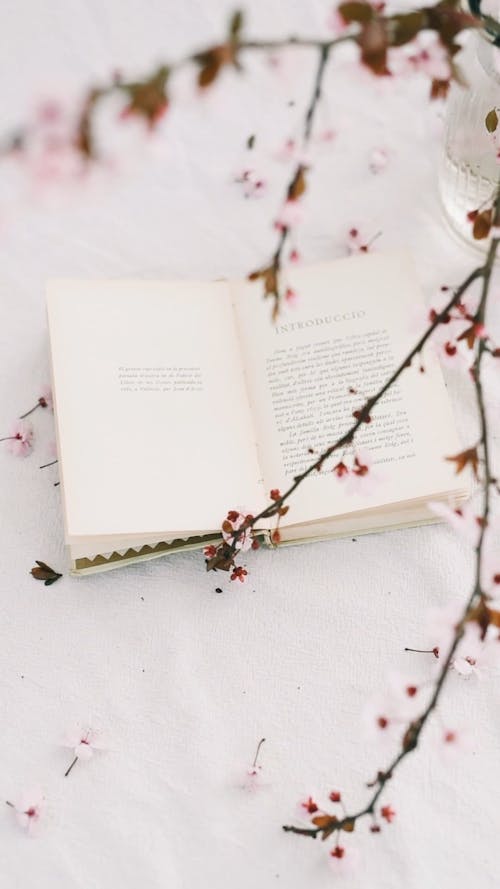 Cherry Blossoms and a Book