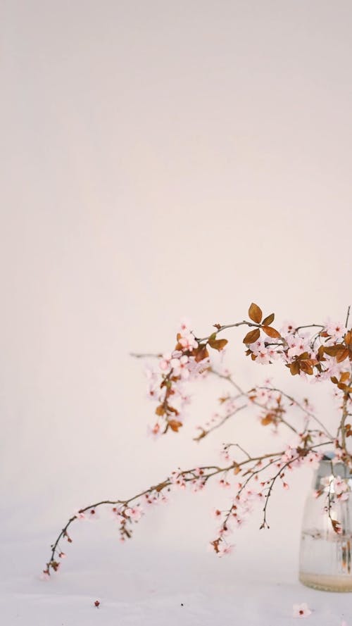 Cherry Blossom Branches in a Vase