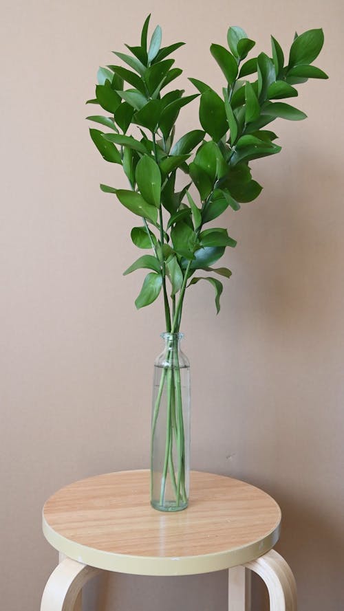 A Person Arranging a Plant in a Vase