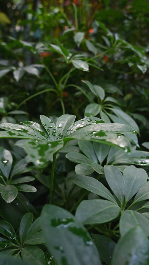 Shallow Focus of Green Plants