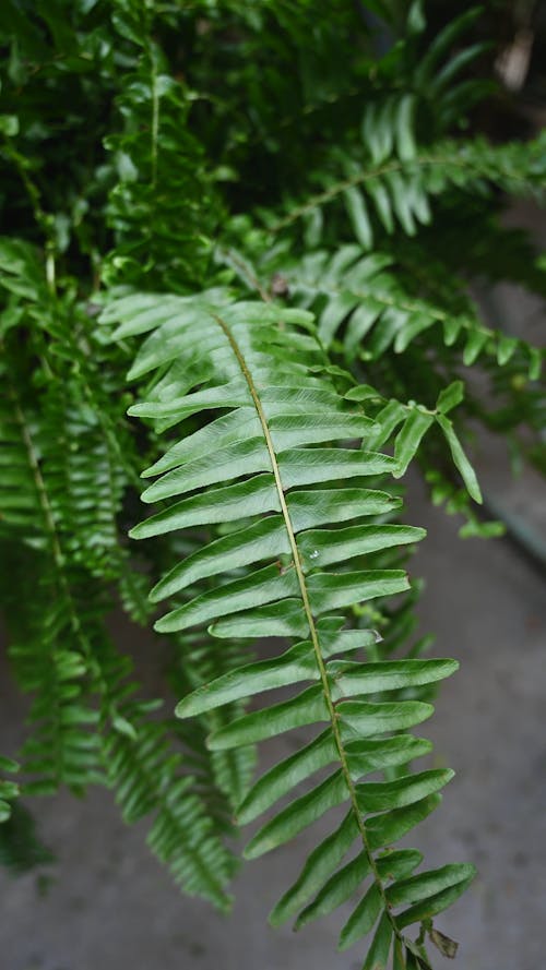 Close-Up View of Fern Leaves