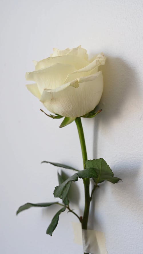 Close Up Shot of A White Rose
