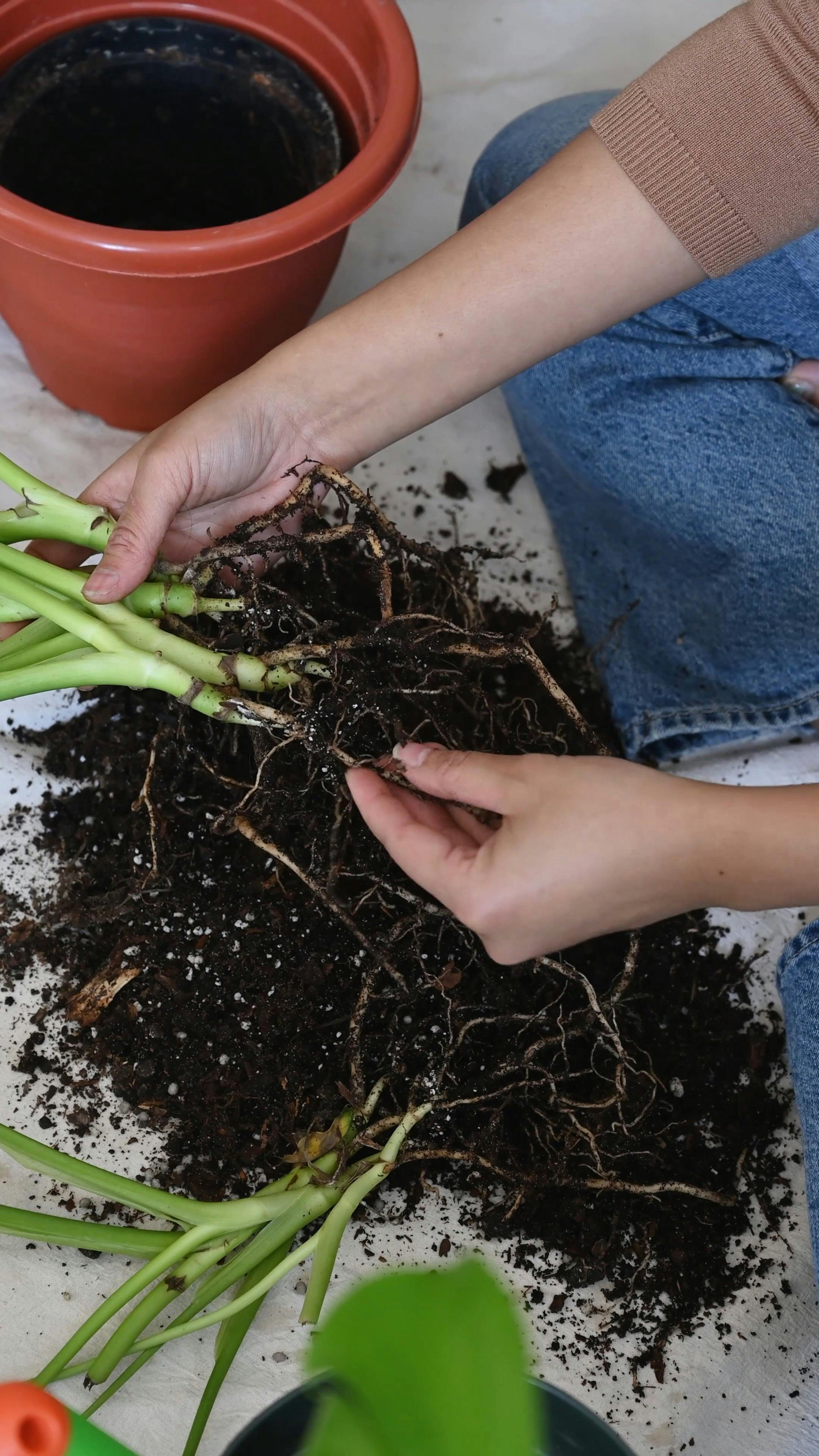 A Person Preparing Plants for Potting · Free Stock Video