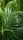 palm leaves
