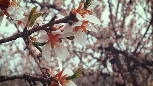 A Close-Up of Flowers on Tree Branches