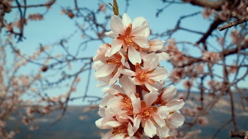 Close-Up View of Cherry Blossom