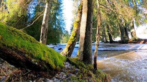 Stream Flowing in Mossy Woodland