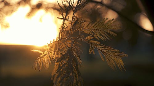 Swaying Leaf during Golden Hour