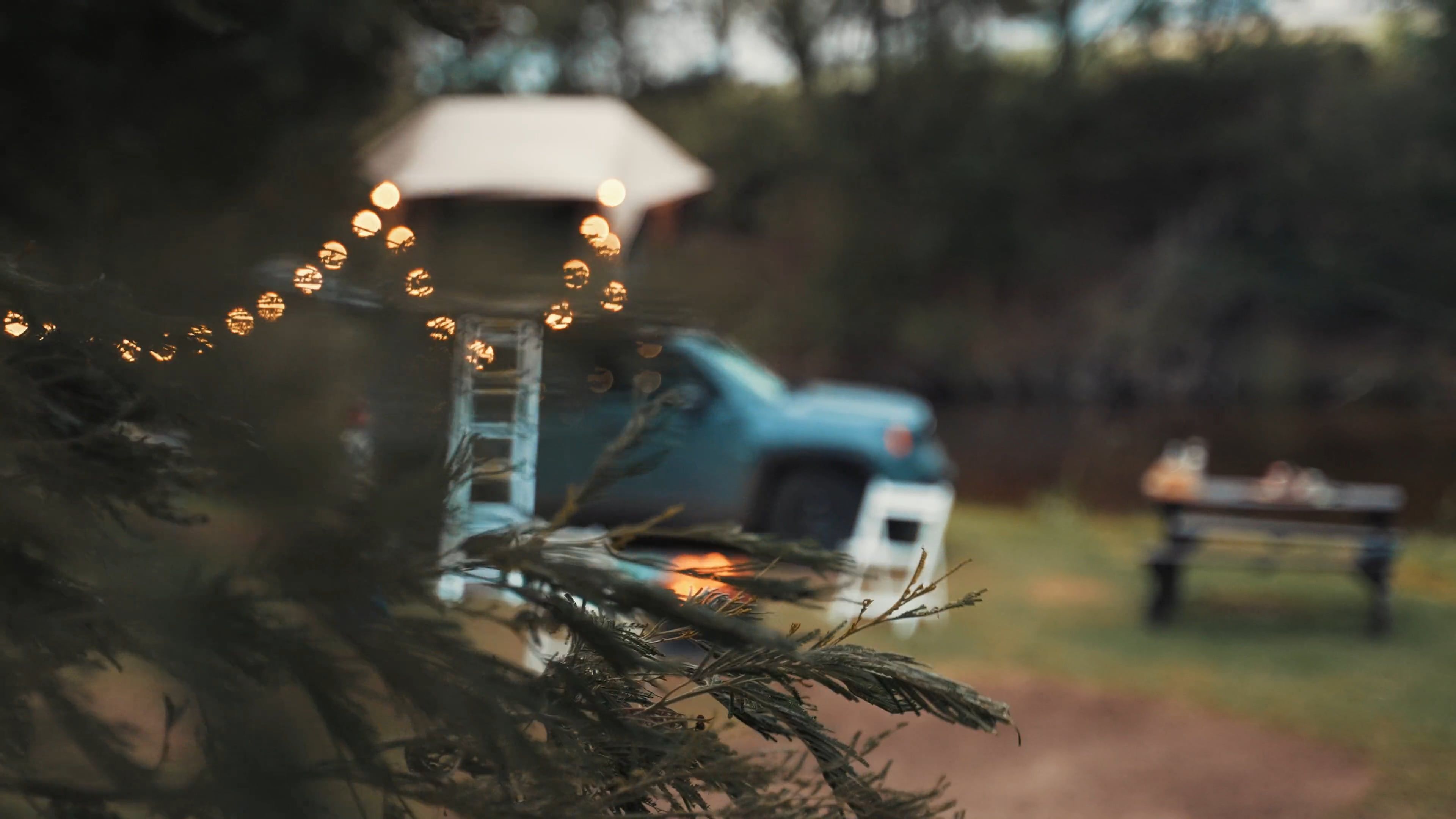 Ladder Above The Tree Videos, Download The BEST Free 4k Stock Video ...