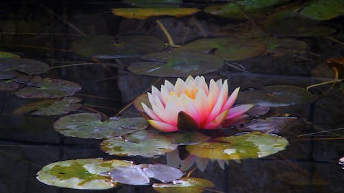 A Beautiful Water Lily on Pond