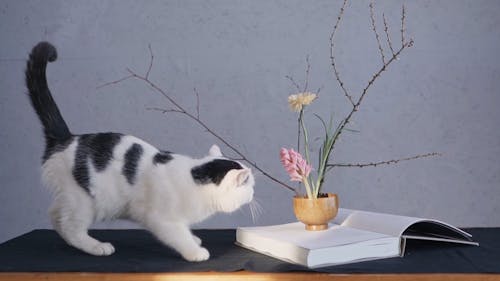 Cat Smelling a Flower