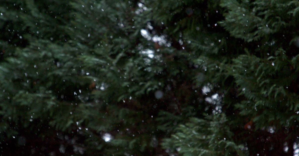 Snow Fall Clips Snow Falling Free Stock Video Footage, Royalty-Free 4K & HD Video Clip