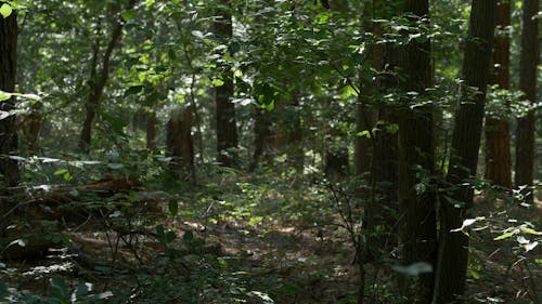 Swaying Leaves of the Trees in the Forest