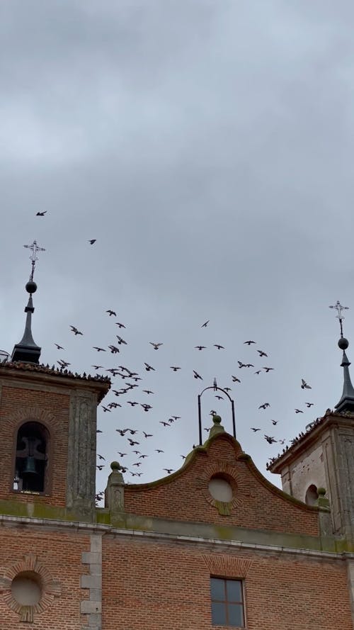 Birds Flying Above a Church