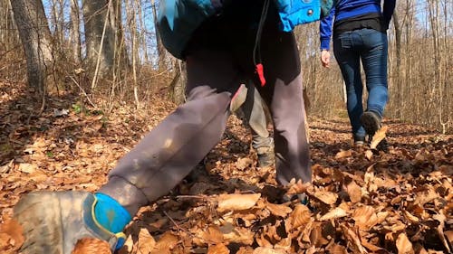 People Walking in the Woods