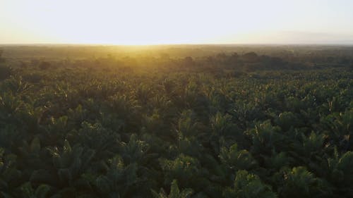 Palm Tree Forest Drone Footage