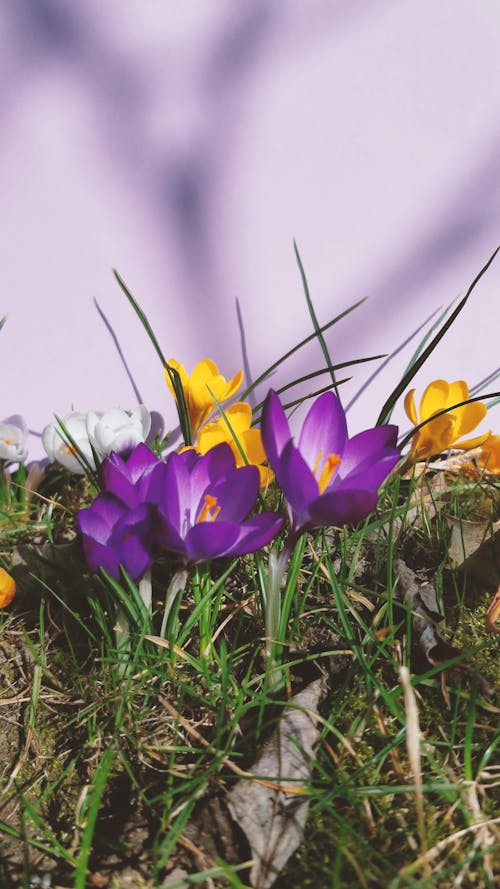 A Close-Up Video of Beautiful Flowers