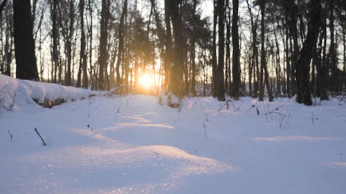 Ground Level Shot of Forest During Winter