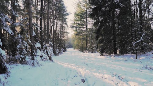 Road In The Middle Of Winter Forest