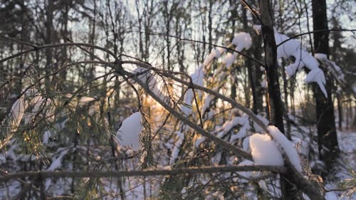 Sunlight in Winter Forest