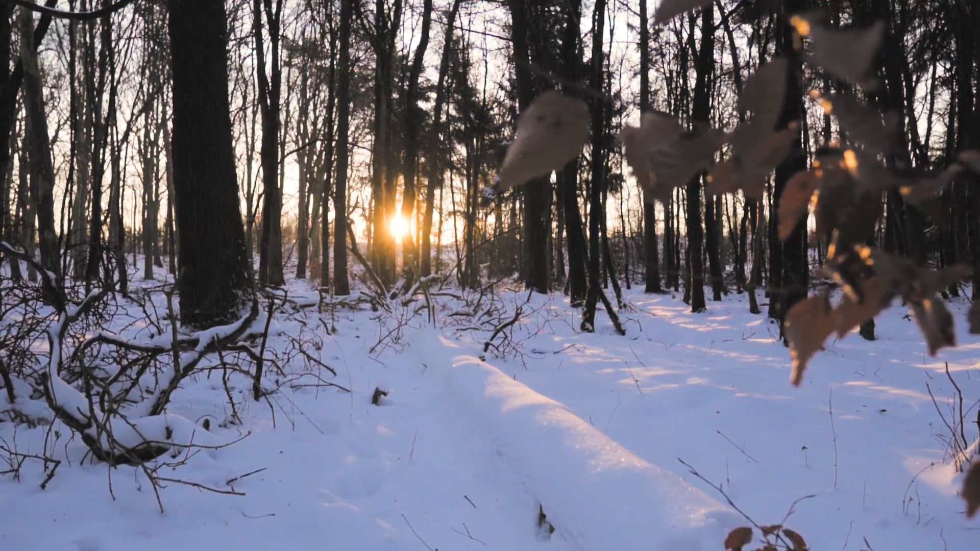 Tracking Shot of Sunrise in the Woods During Winter Free Stock Video ...