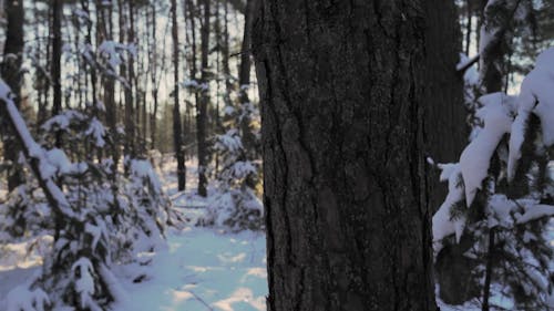 Snow Covering Tree Branches