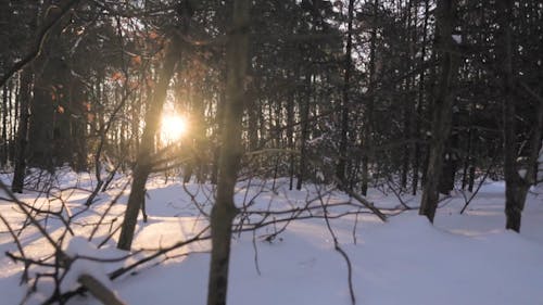 Tracking Shot of Sunrise in the Woods During Winter