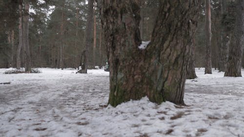 A Camper Van in the Woods