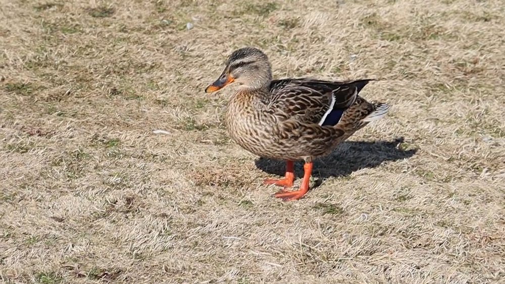 Video of Mallard Duck On Water · Free Stock Video