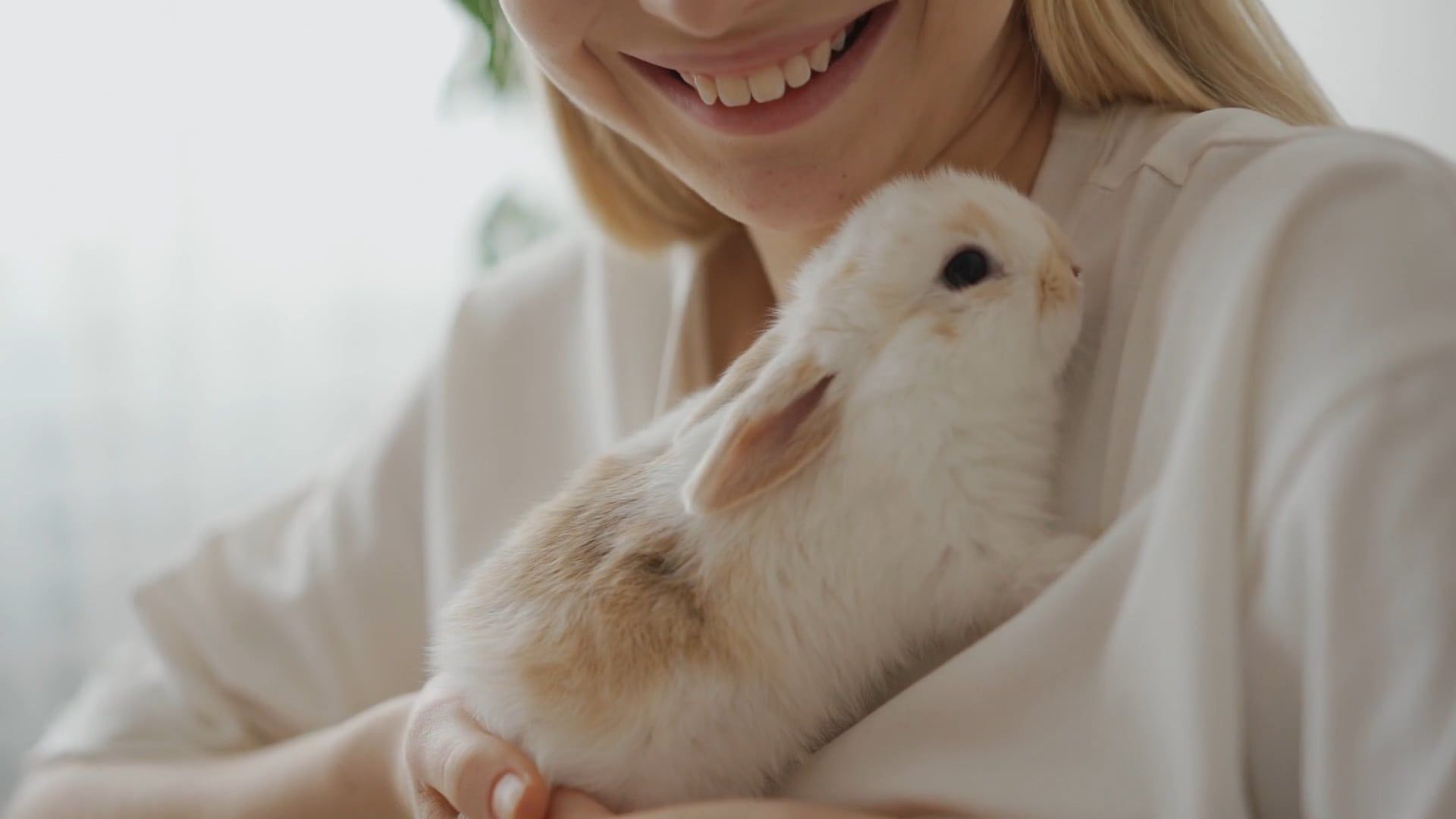 Pet Store video